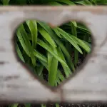 Che cosa significa il cuore verde 💚 su Whatsapp?